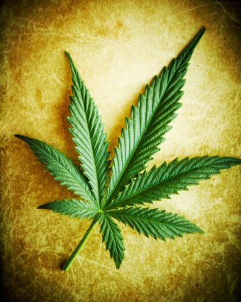 fakty i mity o marihuanie 